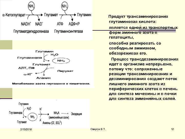  Продукт трансаминирования глутаминовая кислота: является одной из транспортных форм аминного азота в гепатоциты,