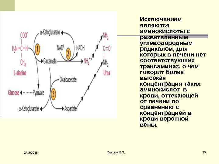 Исключением являются аминокислоты с разветвленным углеводородным радикалом, для которых в печени нет соответствующих трансаминаз,