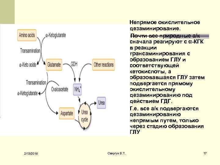 Непрямое окислительное дезаминирование. Почти все природные а/к сначала реагируют с α-КГК в реакции трансаминирования