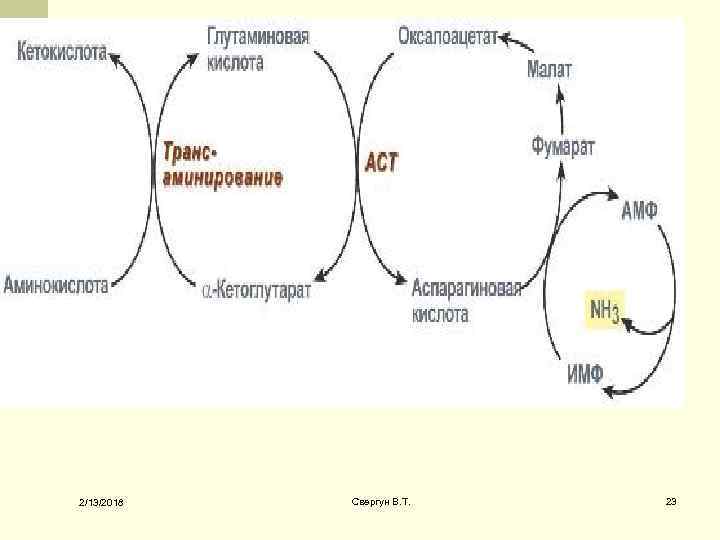 Белок а 2. Оксалоацетат в аспартат. Фумарат малат оксалоацетат. Превращение оксалоацетата в аспартат. Малат в оксалоацетат.