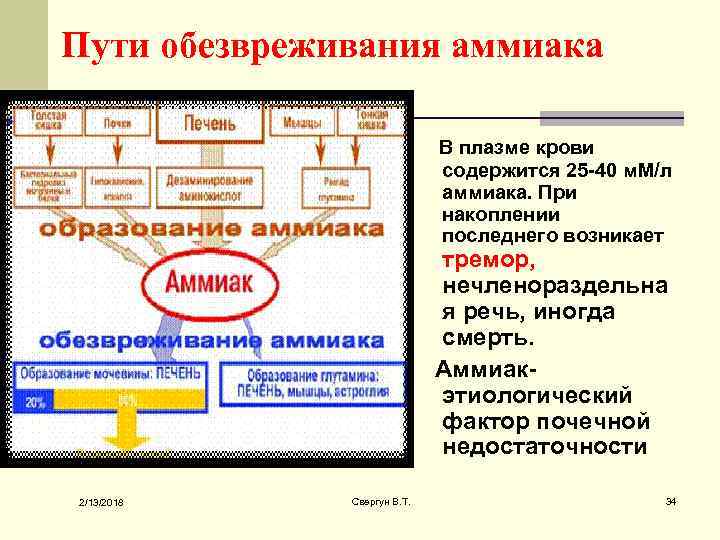 Пути обезвреживания аммиака В плазме крови содержится 25 -40 м. М/л аммиака. При накоплении