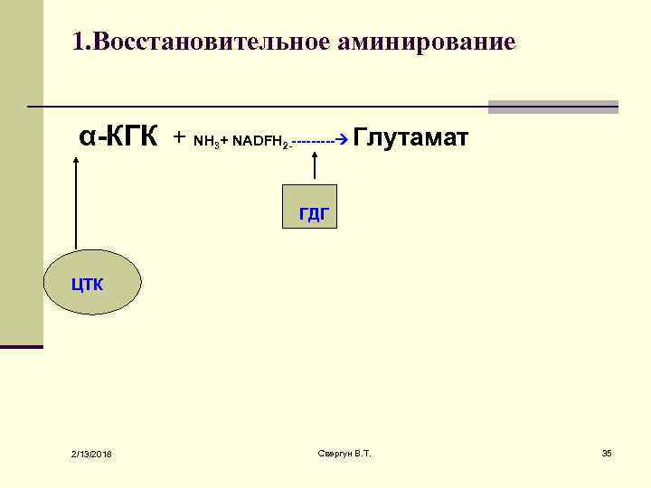 1. Восстановительное аминирование α-КГК + NH + NADFH ----- Глутамат 3 2 - ГДГ