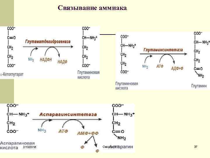  Связывание аммиака 2/13/2018 Свергун В. Т. 37 