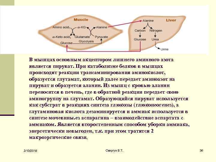 В мышцах основным акцептором лишнего аминного азота является пируват. При катаболизме белков в мышцах