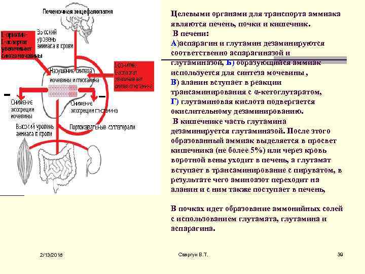 Целевыми органами для транспорта аммиака являются печень, почки и кишечник. В печени: А)аспарагин и