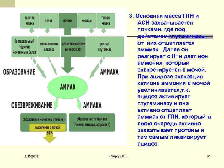 3. Основная масса ГЛН и АСН захватывается почками, где под действием глутаминазы от них