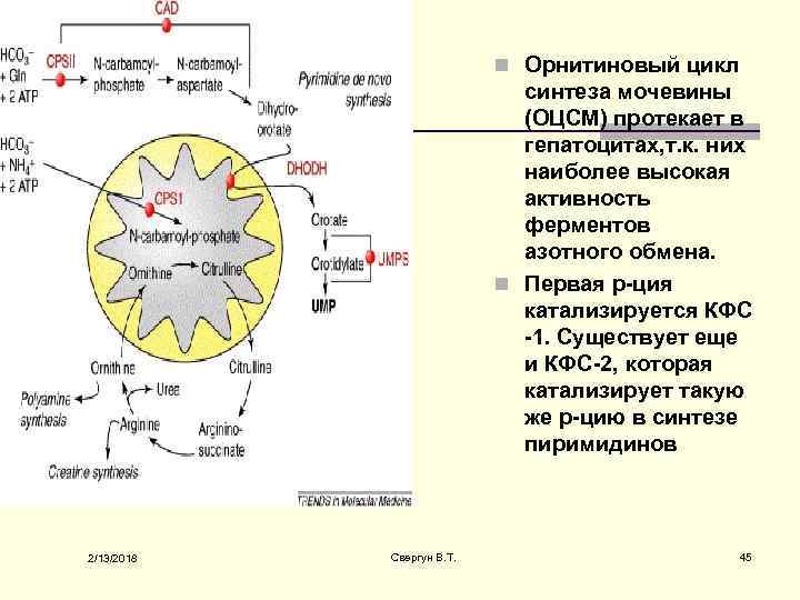 n Орнитиновый цикл синтеза мочевины (ОЦСМ) протекает в гепатоцитах, т. к. них наиболее высокая