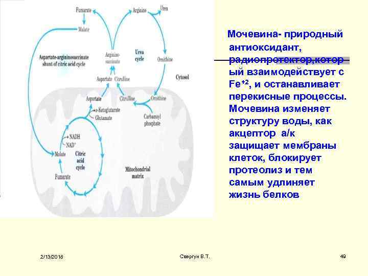 Мочевина- природный антиоксидант, радиопротектор, котор ый взаимодействует с Fe+2, и останавливает перекисные процессы. Мочевина