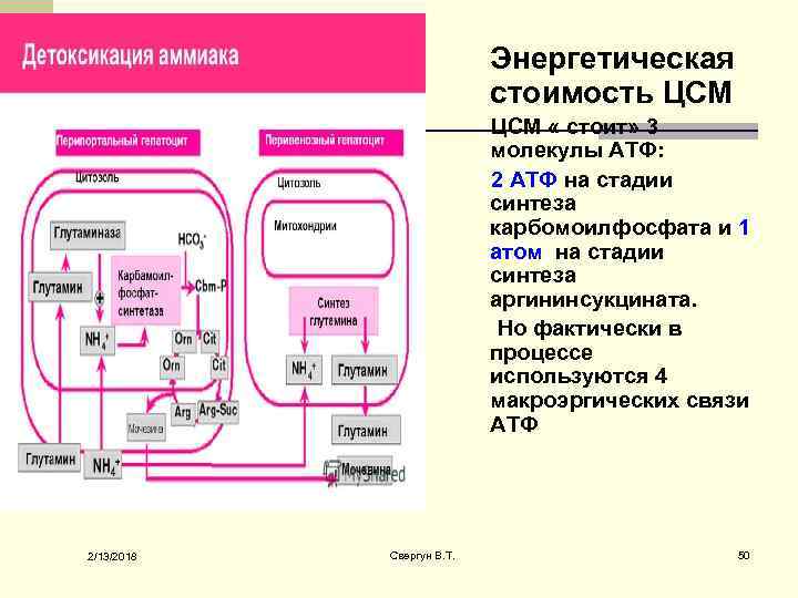 Энергетическая стоимость ЦСМ « стоит» 3 молекулы АТФ: 2 АТФ на стадии синтеза карбомоилфосфата