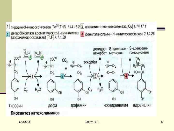 Белок а 2. Тирозин Дофа дофамин норадреналин адреналин. Норадреналин метилтрансфераза. Метилтрансфераза фермент. Тирозина в Дофа реакция.