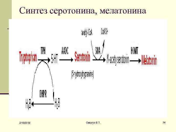 Синтез серотонина, мелатонина 2/13/2018 Свергун В. Т. 74 