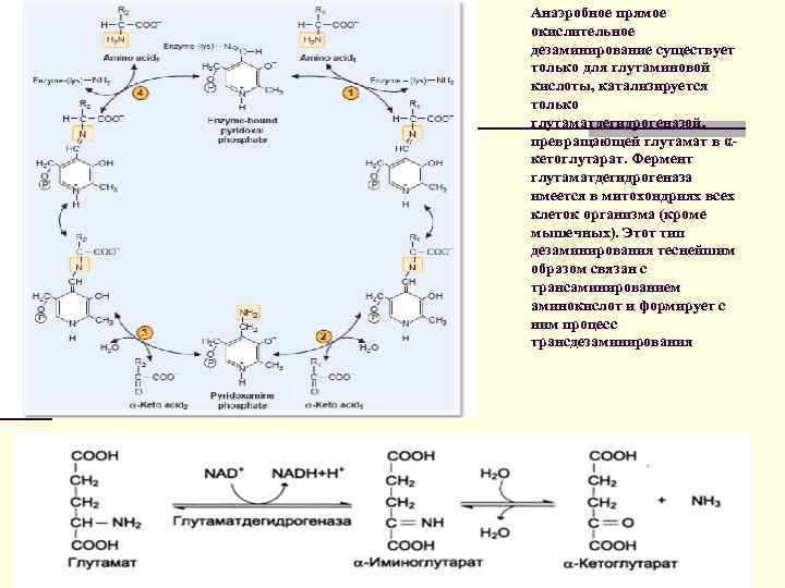 Анаэробное прямое окислительное дезаминирование существует только для глутаминовой кислоты, катализируется только глутаматдегидрогеназой, превращающей глутамат