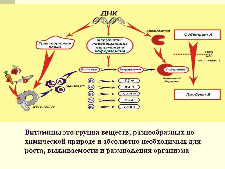 Витамины это группа веществ, разнообразных по химической природе и абсолютно необходимых для роста, выживаемости