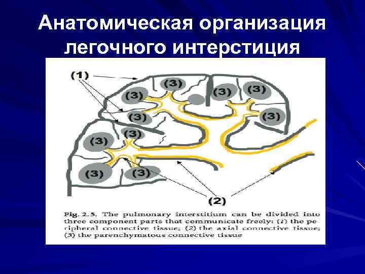 Легочный интерстиций