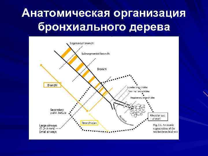 Анатомическая организация бронхиального дерева 