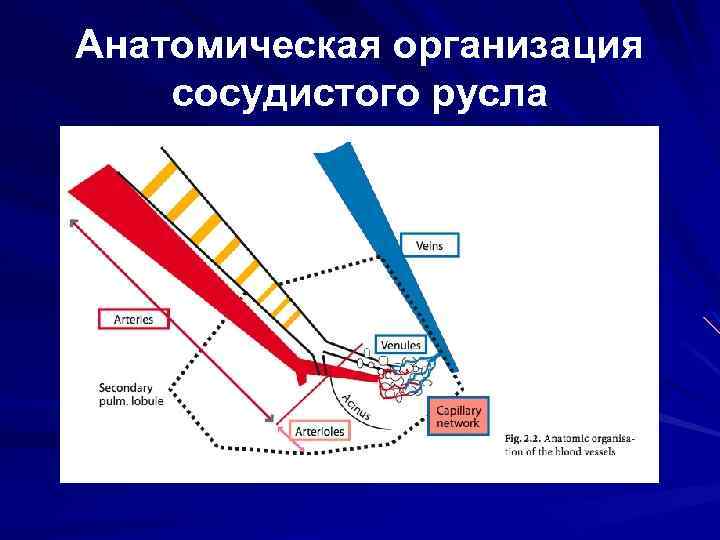 Анатомическая организация сосудистого русла 