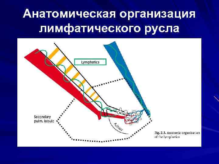 Анатомическая организация лимфатического русла 