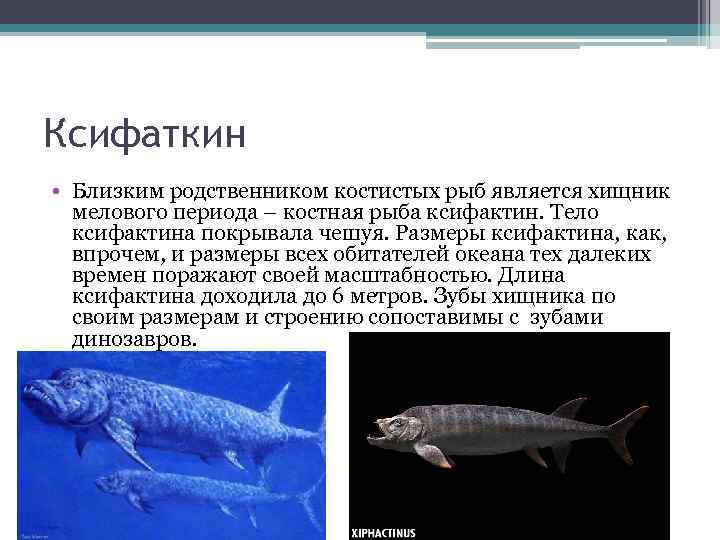 Ксифаткин • Близким родственником костистых рыб является хищник мелового периода – костная рыба ксифактин.