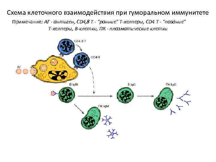 Схема клеточного взаимодействия при гуморальном иммунитете Примечание: АГ - антиген, CD 4, 8 Т