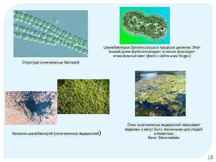 Цианобактерия Synechococcus в процессе деления. Этот микроб днем фотосинтезирует, а ночью фиксирует атмосферный азот