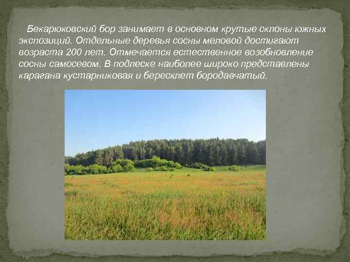  Бекарюковский бор занимает в основном крутые склоны южных экспозиций. Отдельные деревья сосны меловой
