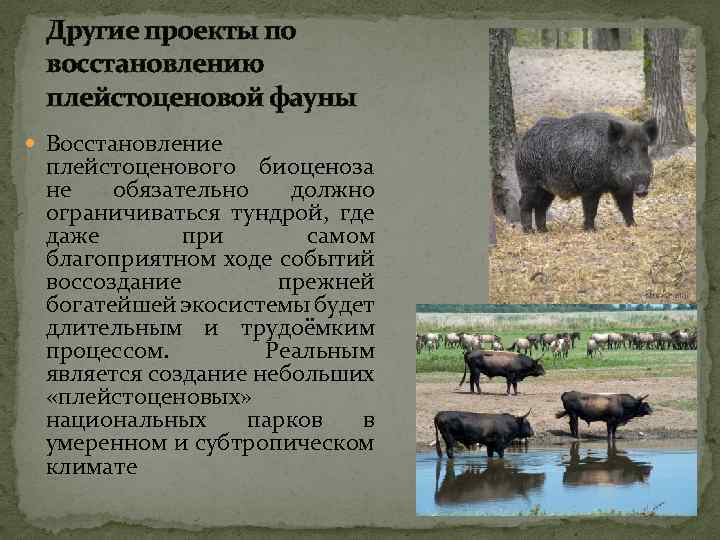 Другие проекты по восстановлению плейстоценовой фауны Восстановление плейстоценового биоценоза не обязательно должно ограничиваться тундрой,