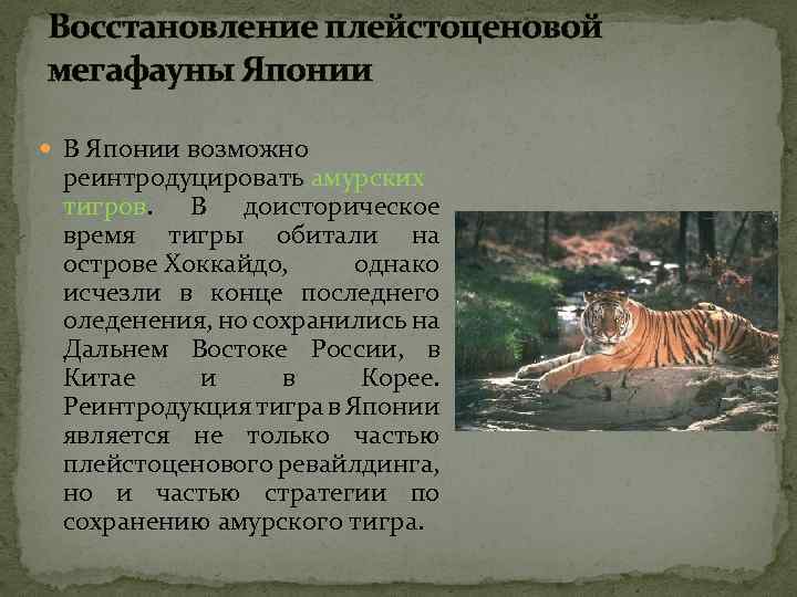 Восстановление плейстоценовой мегафауны Японии В Японии возможно реинтродуцировать амурских тигров. В доисторическое время тигры
