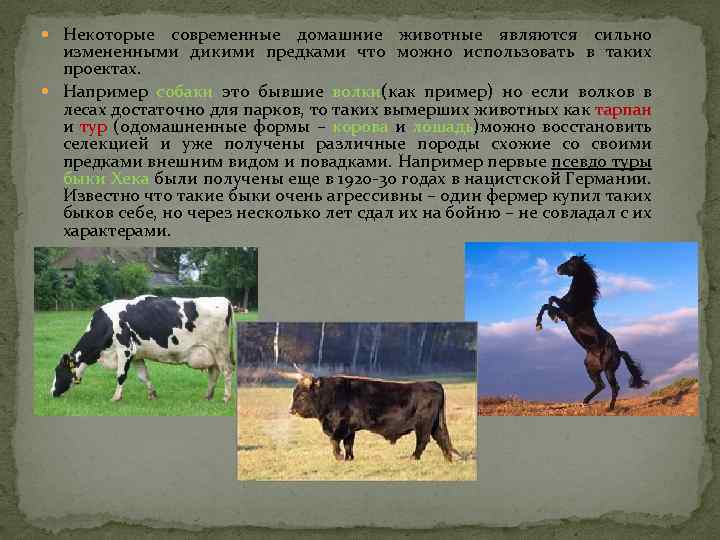  Некоторые современные домашние животные являются сильно измененными дикими предками что можно использовать в