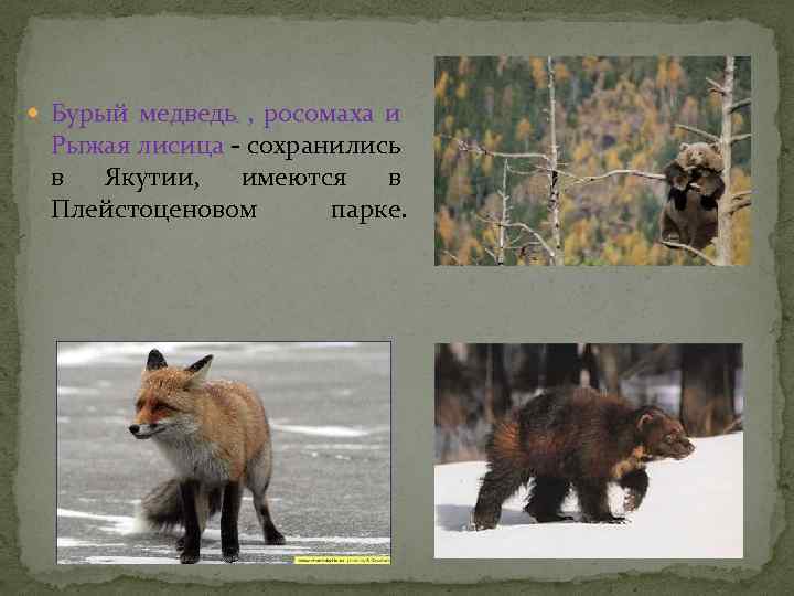  Бурый медведь , росомаха и Рыжая лисица - сохранились в Якутии, имеются в