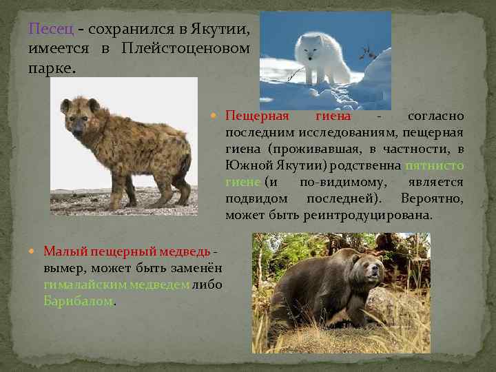 Песец - сохранился в Якутии, имеется в Плейстоценовом парке. Пещерная гиена - согласно последним