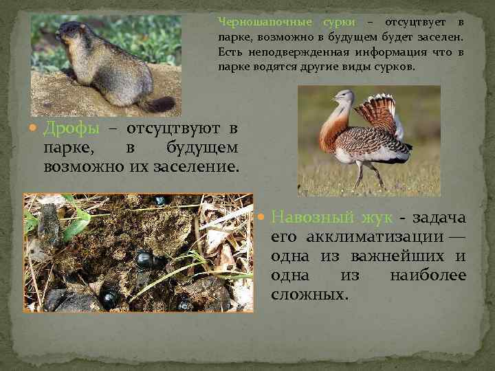 Черношапочные сурки – отсуцтвует в парке, возможно в будущем будет заселен. Есть неподвержденная информация