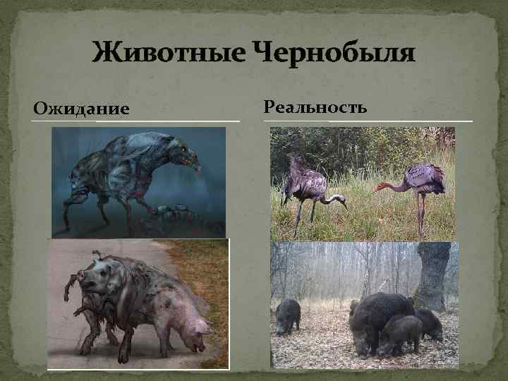 Животные Чернобыля Ожидание Реальность 