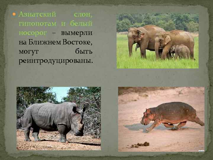  Азиатский слон, гипопотам и белый носорог – вымерли на Ближнем Востоке, могут быть