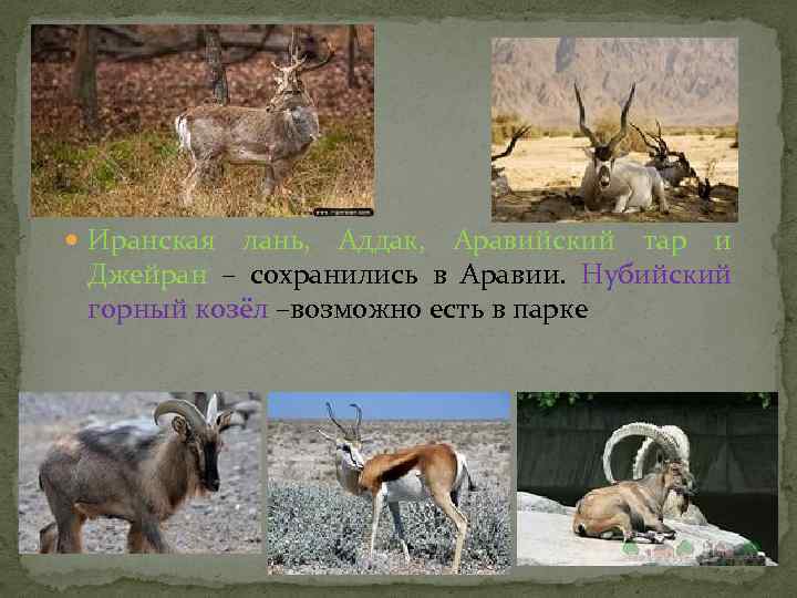  Иранская лань, Аддак, Аравийский тар и Джейран – сохранились в Аравии. Нубийский горный