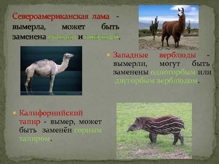 Североамериканская лама - вымерла, может быть заменена гуанако и викуньей. Западные верблюды - вымерли,