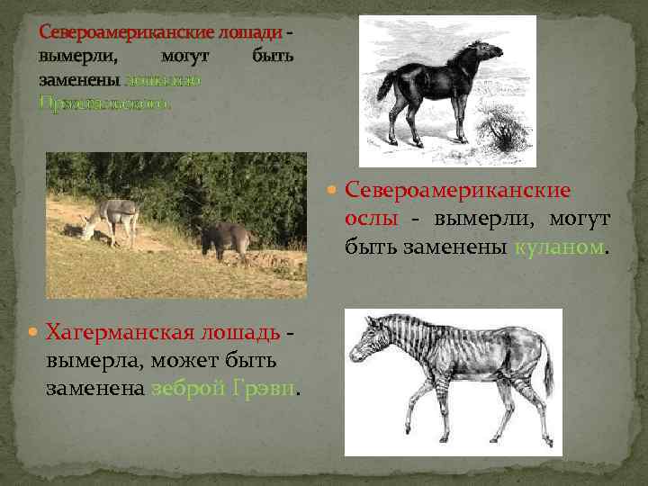 Североамериканские лошади - вымерли, могут быть заменены лошадью Пржевальского. Североамериканские ослы - вымерли, могут