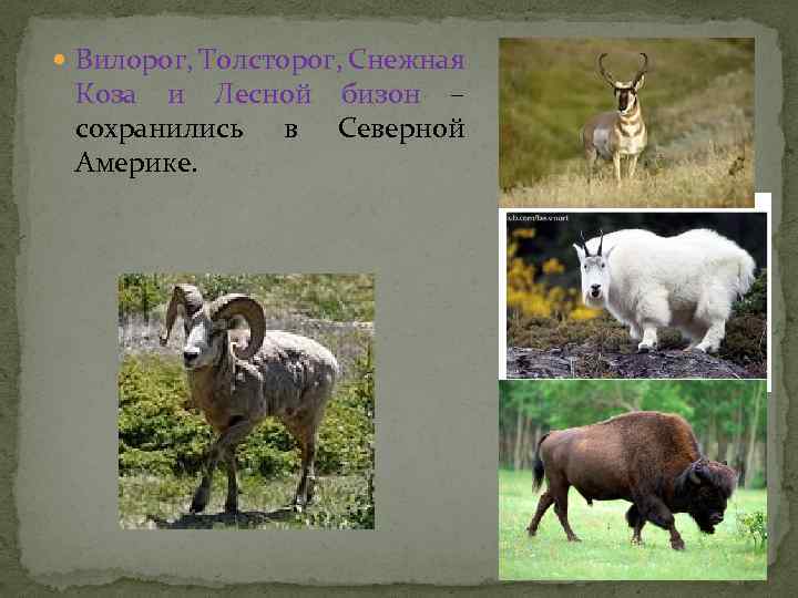  Вилорог, Толсторог, Снежная Коза и Лесной бизон – сохранились в Северной Америке. 