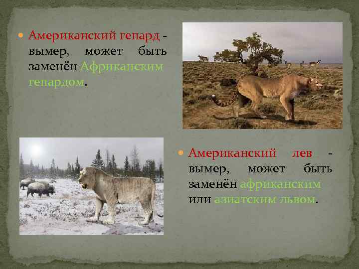  Американский гепард - вымер, может быть заменён Африканским гепардом. Американский лев - вымер,