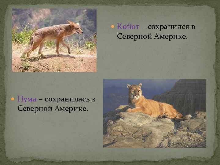  Койот – сохранился в Северной Америке. Пума – сохранилась в Северной Америке. 