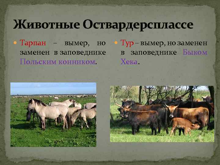 Животные Оствардерсплассе Тарпан – вымер, но Тур – вымер, но заменен в заповеднике Польским
