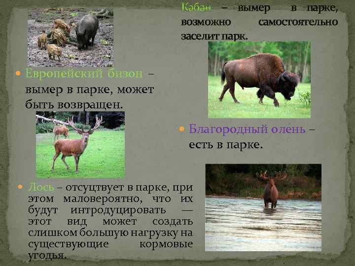 Кабан – вымер в парке, возможно самостоятельно заселит парк. Европейский бизон – вымер в