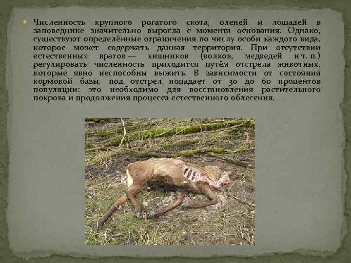  Численность крупного рогатого скота, оленей и лошадей в заповеднике значительно выросла с момента