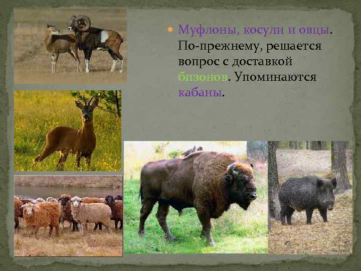  Муфлоны, косули и овцы. По-прежнему, решается вопрос с доставкой бизонов. Упоминаются кабаны. 