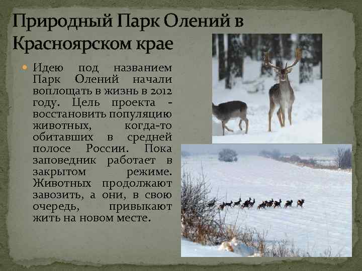 Природный Парк Олений в Красноярском крае Идею под названием Парк Олений начали воплощать в