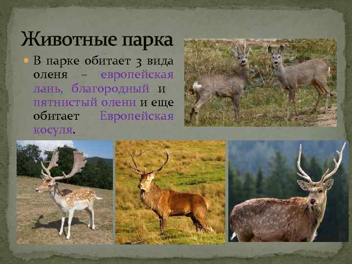 Животные парка В парке обитает 3 вида оленя – европейская лань, благородный и пятнистый