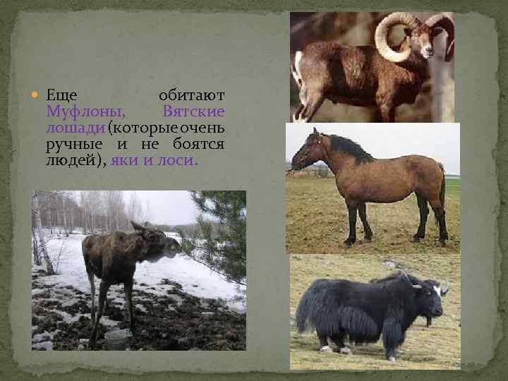  Еще обитают Муфлоны, Вятские лошади (которые очень ручные и не боятся людей), яки