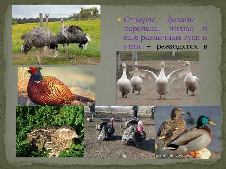  Страусы, фазаны , перепела, индюк и еще различные гуси и утки – разводятся