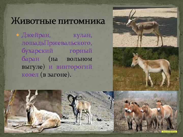 Животные питомника кулан, Джейран, лошадь ржевальского, П бухарский горный баран (на вольном выгуле) и