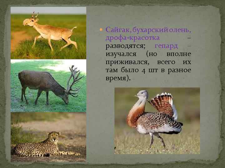  Сайгак, бухарский олень, дрофа-красотка – разводятся; гепард – изучался (но вполне приживался, всего