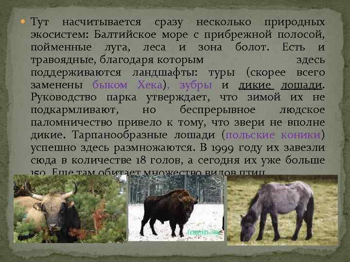  Тут насчитывается сразу несколько природных экосистем: Балтийское море с прибрежной полосой, пойменные луга,